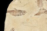 Fossil Fish (Gosiutichthys) Mortality Plate - Lake Gosiute #71787-2